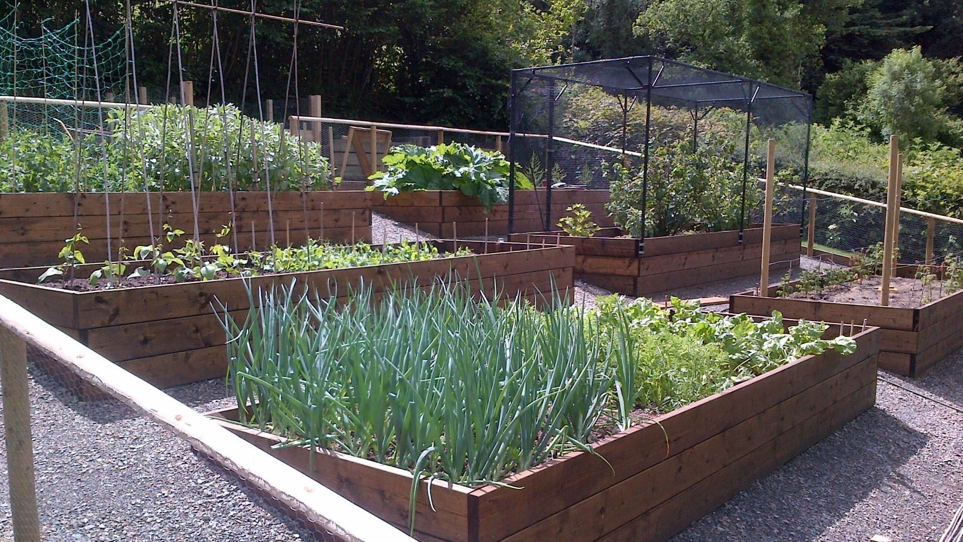 Raised beds on sloping veg garden. Fruit cage in situ.