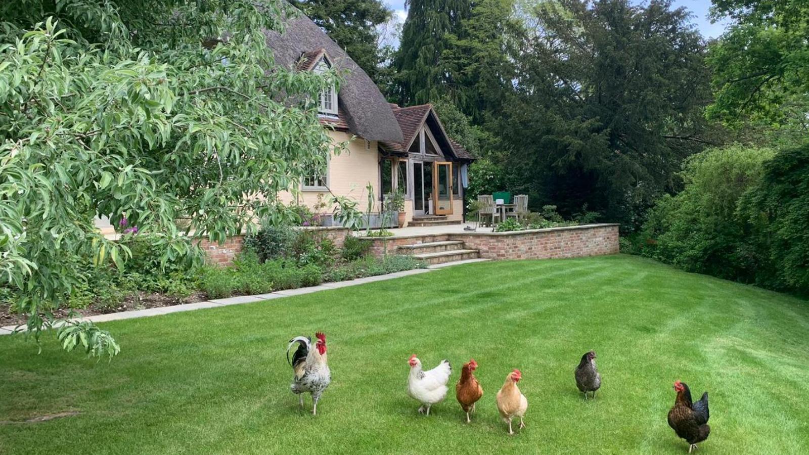 Alison Bockh Garden Design and Landscaping - North Devon - Even the chickens love it